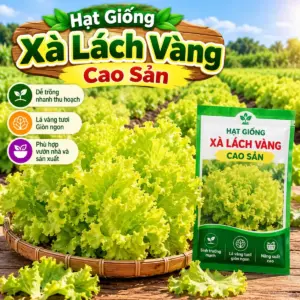 Xà Lách Vàng Cao Sản