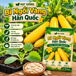 Hạt Giống Bí Ngồi Vàng Hàn Quốc