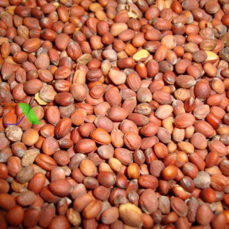 Mầm Củ Cải Malady - Ảnh 2