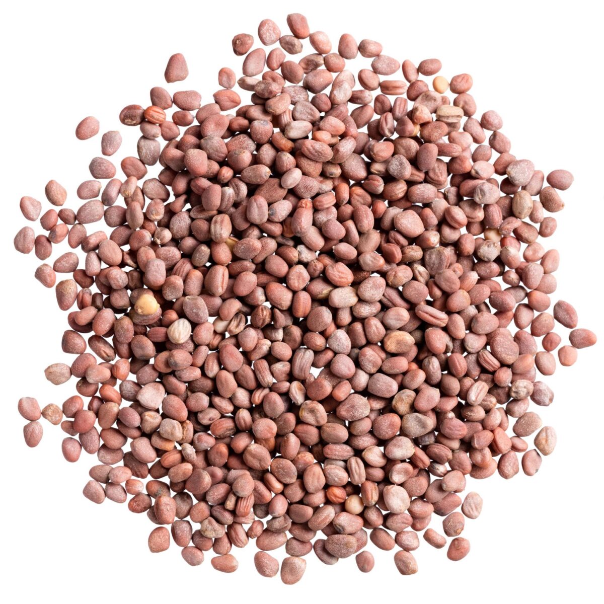 Rau Mầm Củ Cải Đỏ - Ảnh 4