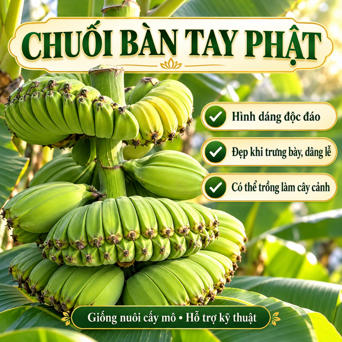 Chuối Bàn Tay Phật