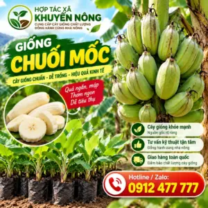 Bán Giống Chuối Mốc – Cây Giống Khỏe, Dễ Chăm Sóc, Phù Hợp Trồng Vườn Và Phát Triển Kinh Tế