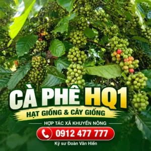 Cà Phê HQ1