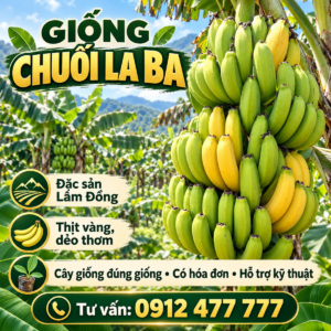Chuối Laba