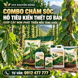 Combo chăm sóc hồ tiêu kiến thiết cơ bản