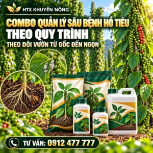 Combo quản lý sâu bệnh hồ tiêu theo quy trình