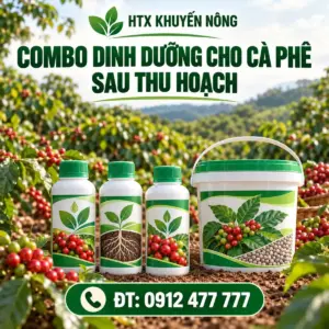 Combo dinh dưỡng cà phê sau thu hoạch