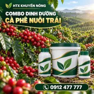 Combo dinh dưỡng cà phê nuôi trái cà phê