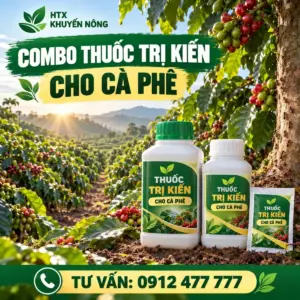 Combo thuốc trị kiến cho cà phê