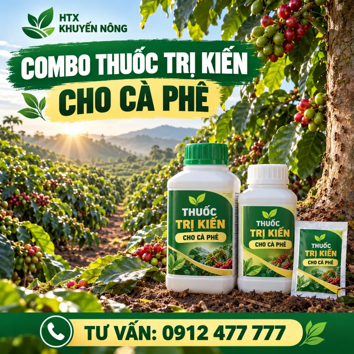 Combo thuốc trị kiến cho cà phê