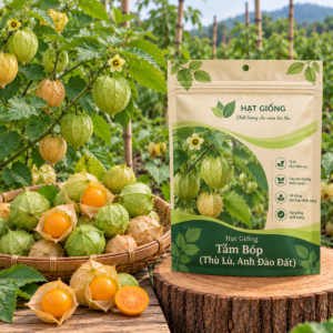 Hạt Giống Tầm Bóp (Thù Lù, Anh Đào Đất)