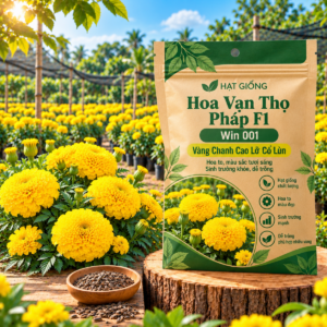 Hạt Giống Hoa Vạn Thọ Pháp F1 Win 001 Vàng Chanh Cao Lỡ, Cổ Lùn