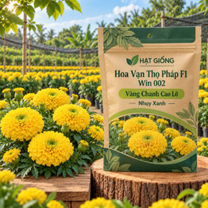 Hạt Giống Hoa Vạn Thọ Pháp F1 Win 002 Vàng Chanh Cao Lỡ, Nhuỵ Xanh