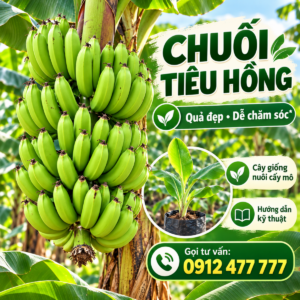 Chuối Tiêu Hồng