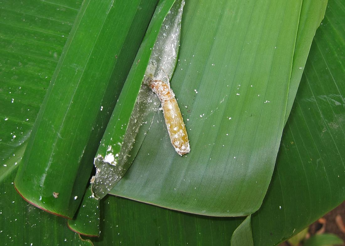 Ảnh minh họa Sâu cuốn lá chuối