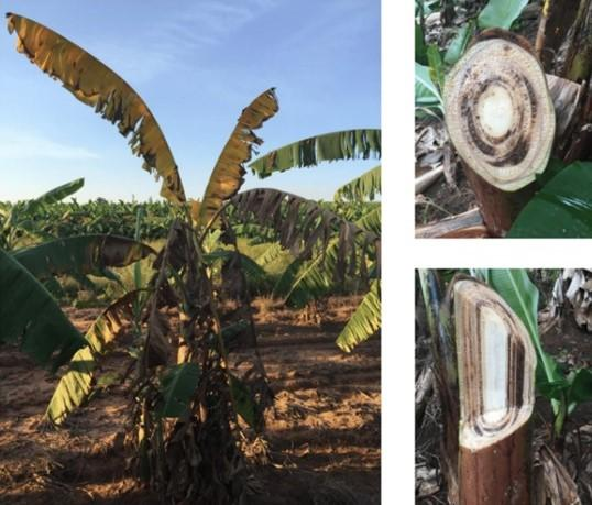Ảnh minh họa Bệnh héo vàng Panama trên chuối