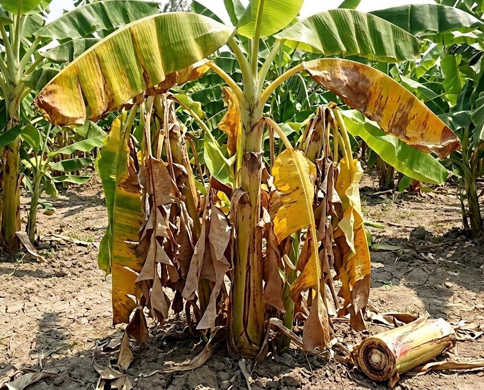 Ảnh minh họa sâu bệnh trên cây chuối