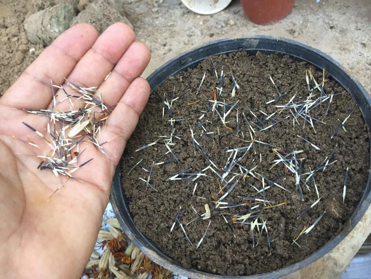 Hoa vạn thọ B2 Rồng Vàng - Nhuỵ xanh - Ảnh 2