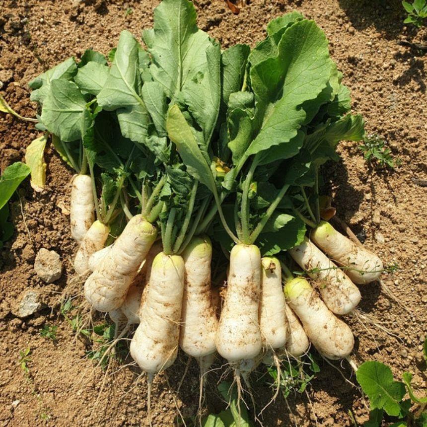 Hạt Giống Củ Cải Trắng Gói 100 gram - Ảnh 2